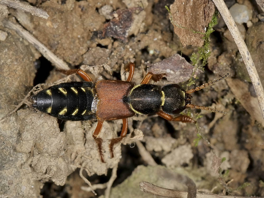 Staphylinus dimidiaticornis addormentato.